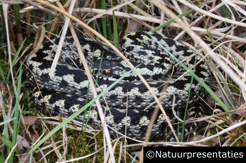 Adder Terhorsterzand 120406-114 800