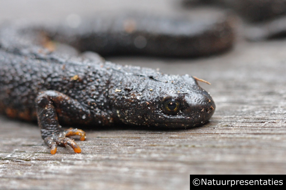 Alpenwatersalamander Preten 100806 IMG 3475 3 1000