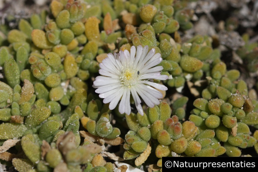 Drosanthemum sp Cape Point 121106-K 097 900