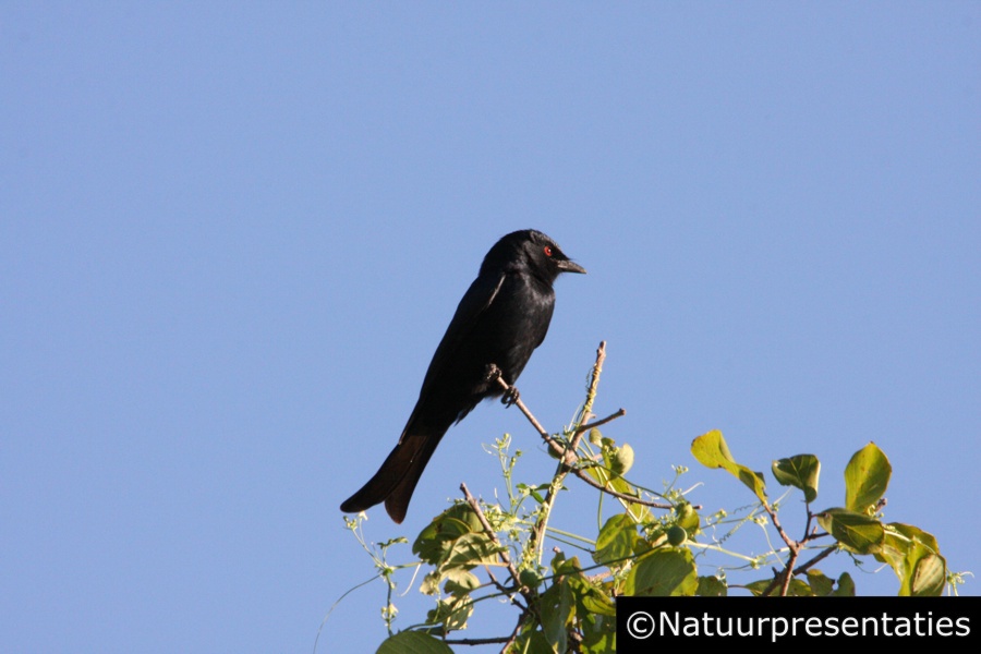 Forktailed drongo Halali K 018 900