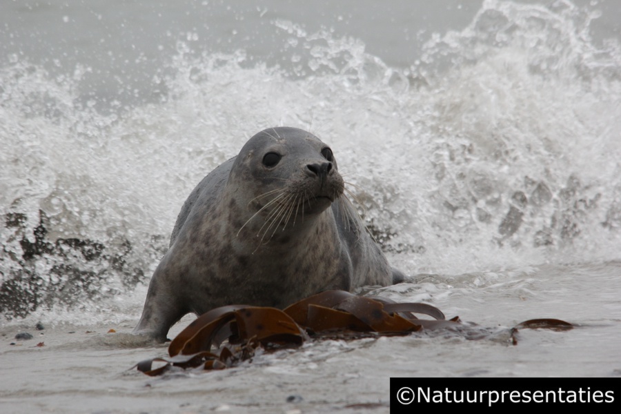 Grijze zeehond Helgoland Dune 130527-0392 900