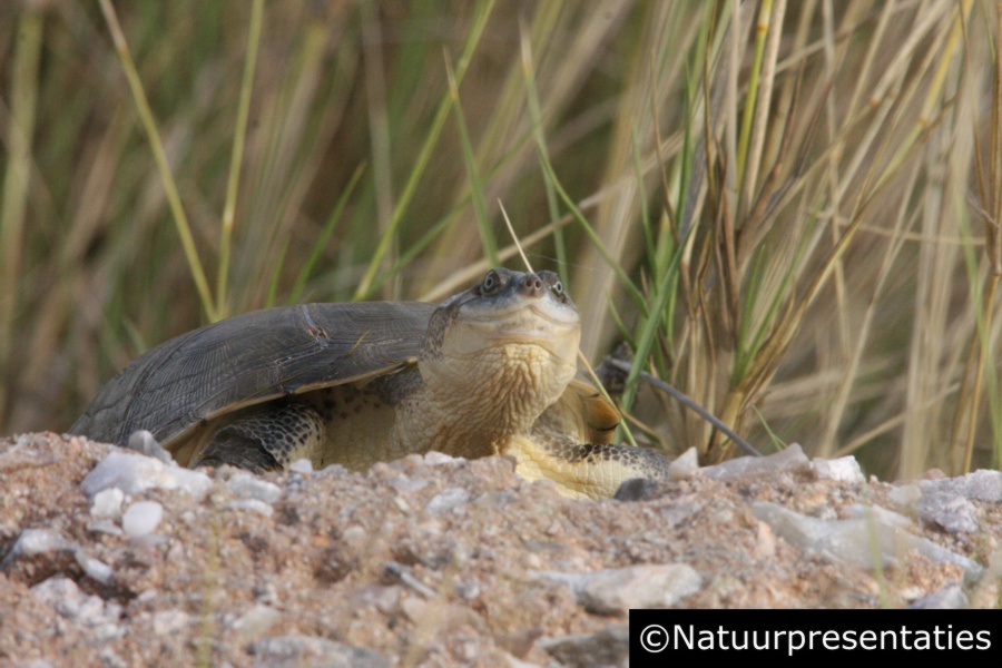 Helmeted terrapin Namutoni K 192 900