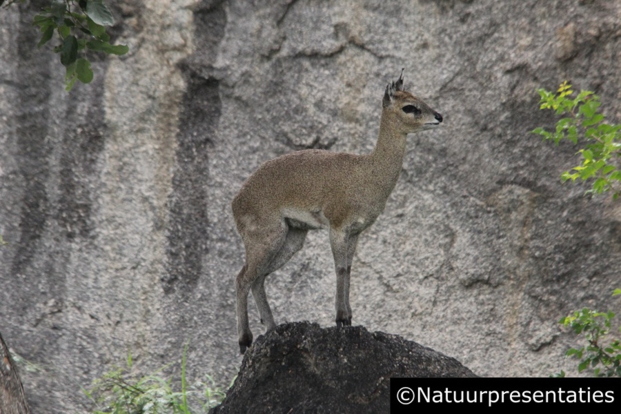 Klipspringer Kruger Skukuza 121114-9801 900