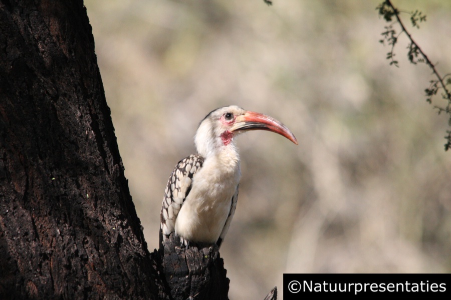 Monteiro hornbill j okahandja k 009 900