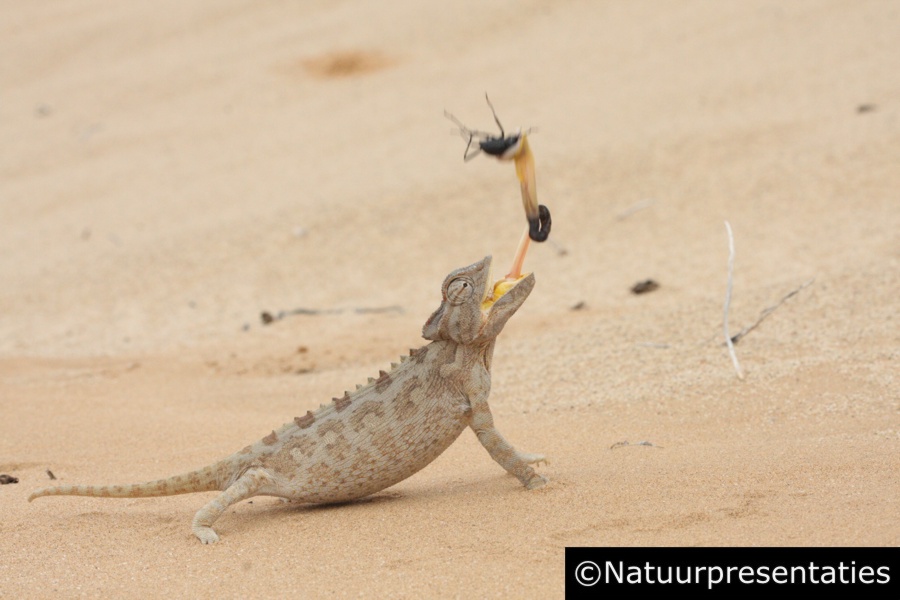 Namaqua chameleon Swakopmund K 057 900