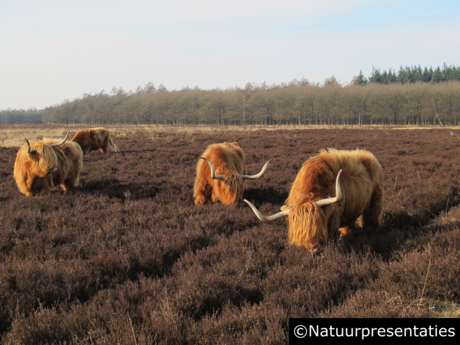 Schotse hooglanders kudde Noordse veld 110220-0030 900