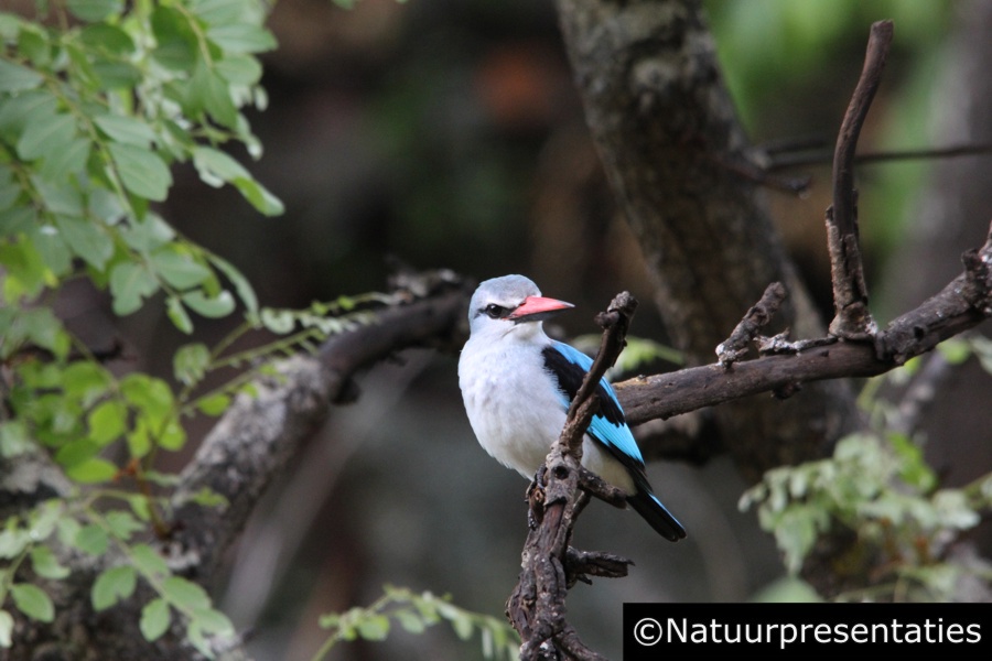 Woodland kingfisher Kololo 121125-1291 900