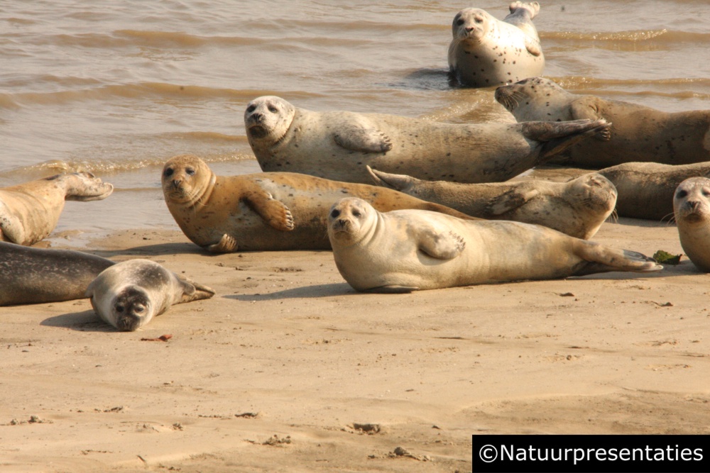 Zeehond groep Breebaart 110903-378 1000