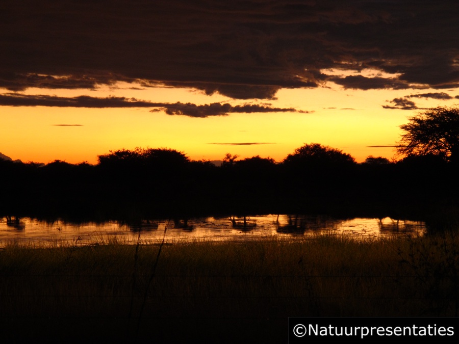 Zonsondergang met gnoe Namutoni2 S 005 900