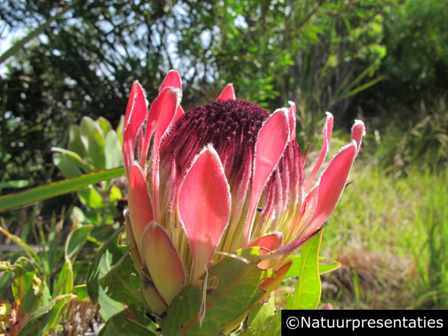  Kirstenbosch BG 121105 S 021 900